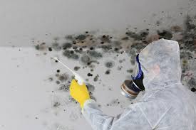 Why You Should Choose Our Mold Remediation Services in Pine Castle, FL